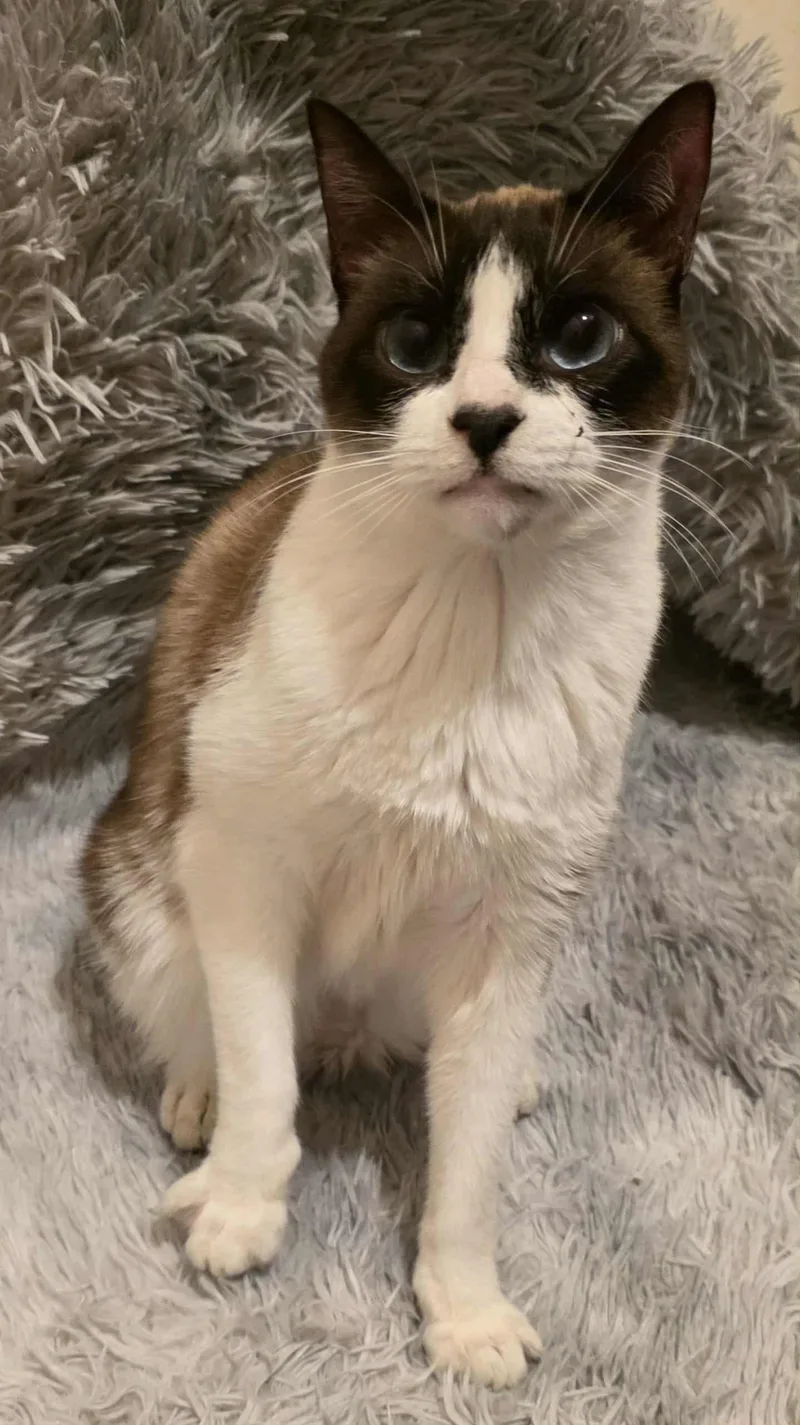 Jay Leno Aka Harmony