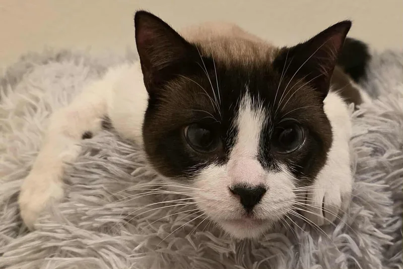 Jay Leno Aka Harmony thumbnail 2