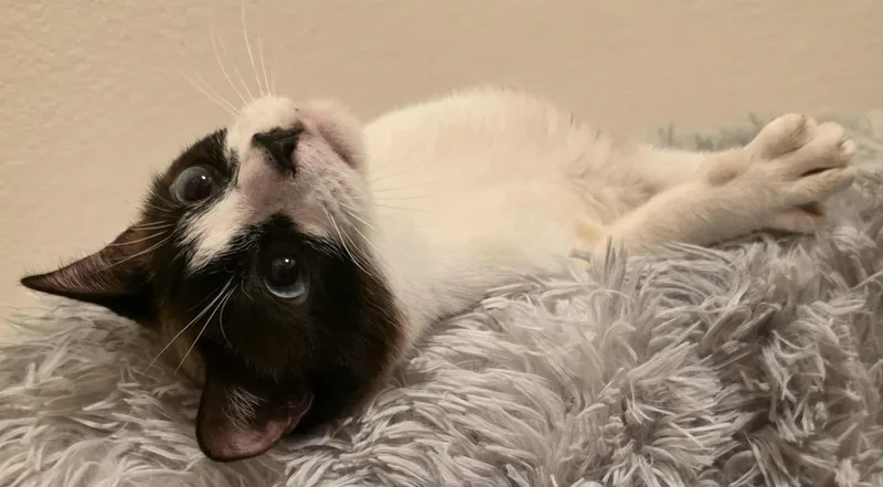 Jay Leno Aka Harmony thumbnail 3