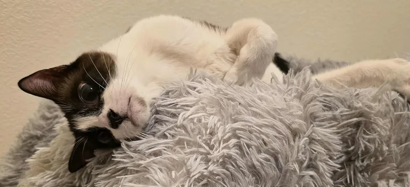 Jay Leno Aka Harmony thumbnail 4