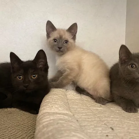 A baby small-sized female Gray / Blue / Silver Domestic Short Hair cat named Freddy for adoption in Dayton, OH
