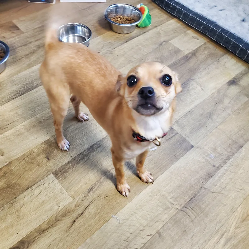A young small-sized female Yellow / Tan / Blond / Fawn Chihuahua dog named Gg for adoption in Polson, MT