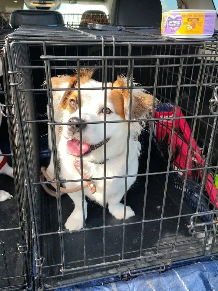 An adult small-sized male Tricolor (Brown, Black, & White) Papillon dog named Ruxpin for adoption in Middletown, CT