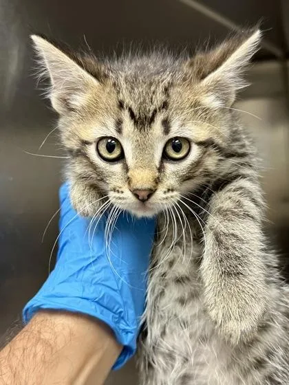 A baby medium-sized male Buff / Tan / Fawn Domestic Short Hair cat named Piper for adoption in Wichita, KS