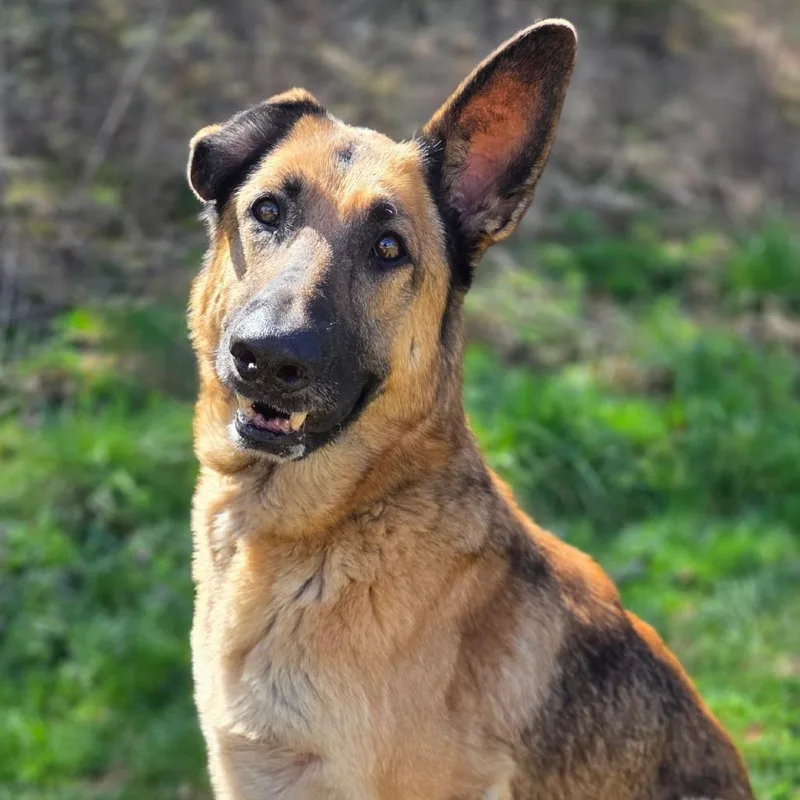 A senior large-sized female Yellow / Tan / Blond / Fawn German Shepherd Dog dog named Laika for adoption in Franklin, NC