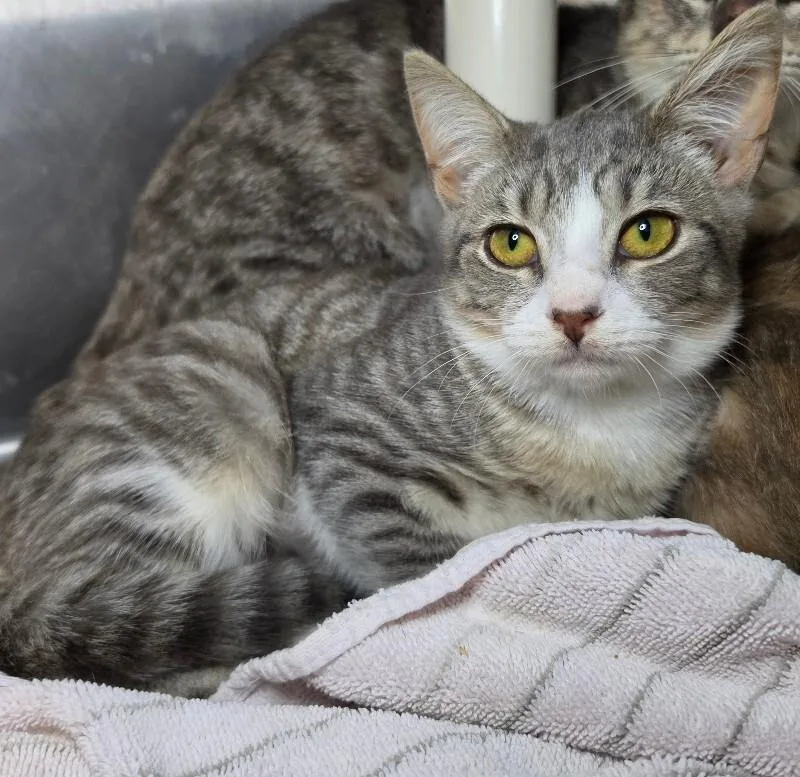 A young medium-sized female Domestic Short Hair cat named Athena for adoption in Roanoke, VA