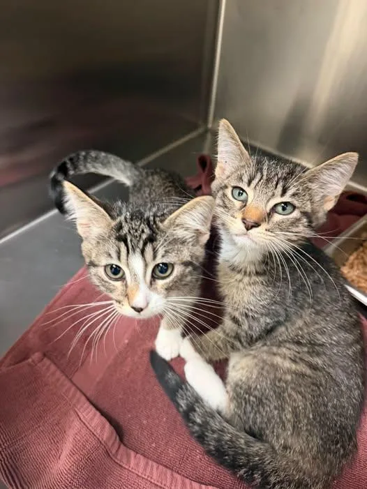 A young medium-sized male Tabby (Gray / Blue / Silver) Domestic Short Hair cat named Della and Dapper for adoption in Amherst, VA