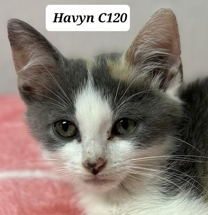 A baby medium-sized female Domestic Medium Hair cat named Havyn for adoption in Morganton, NC