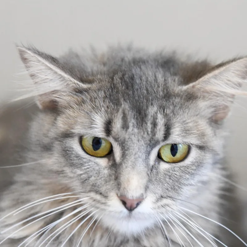 A young medium-sized female Gray / Blue / Silver Domestic Long Hair cat named Lion's Mane for adoption in Redwood City, CA