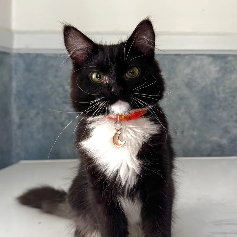 A baby small-sized male Black Domestic Medium Hair cat named Dread Pirate Roberts for adoption in Spokane, WA