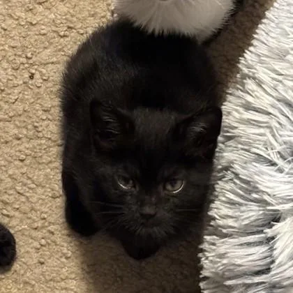 A baby medium-sized male Black Domestic Short Hair cat named Muddler for adoption in Phoenixville, PA