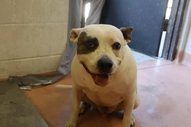 An adult medium-sized male Mixed Breed dog named Dexter for adoption in Columbia, SC