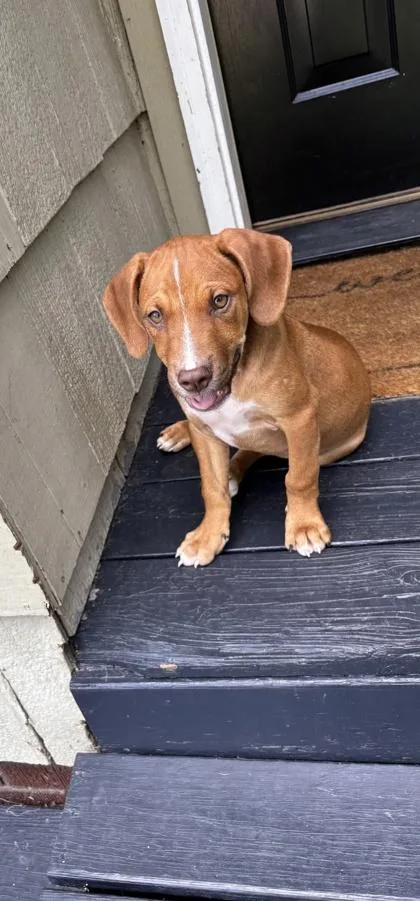 Watson