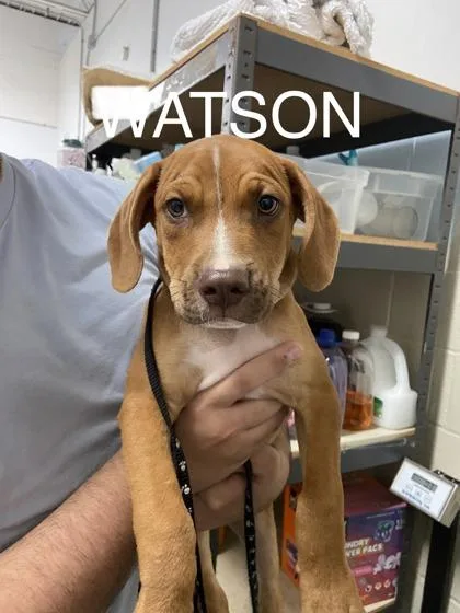Watson thumbnail 2