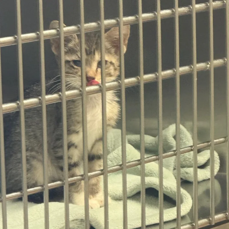 A baby small-sized male Gray / Blue / Silver American Shorthair cat named Scout for adoption in Columbus, GA