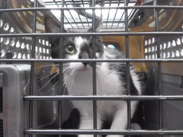 A young small-sized female Domestic Short Hair cat named Splort for adoption in Omaha, NE