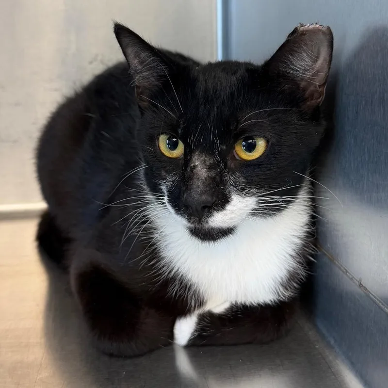 A young medium-sized male Black Domestic Short Hair cat named Tux for adoption in Easton, PA