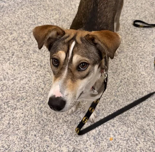 A young medium-sized female Shepherd dog named Lexi for adoption in Golden, CO