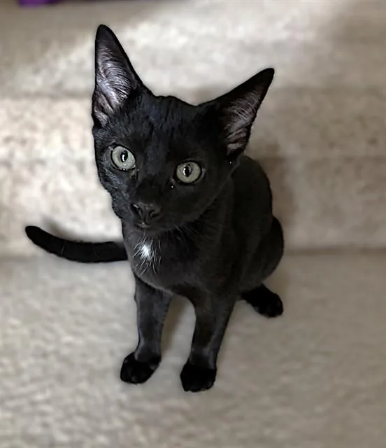 A baby small-sized female Domestic Short Hair cat named Carmilla for adoption in Sacramento, CA