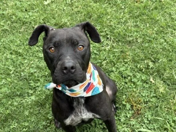 A young medium-sized female Pit Bull Terrier dog named Tide for adoption in Tulsa, OK