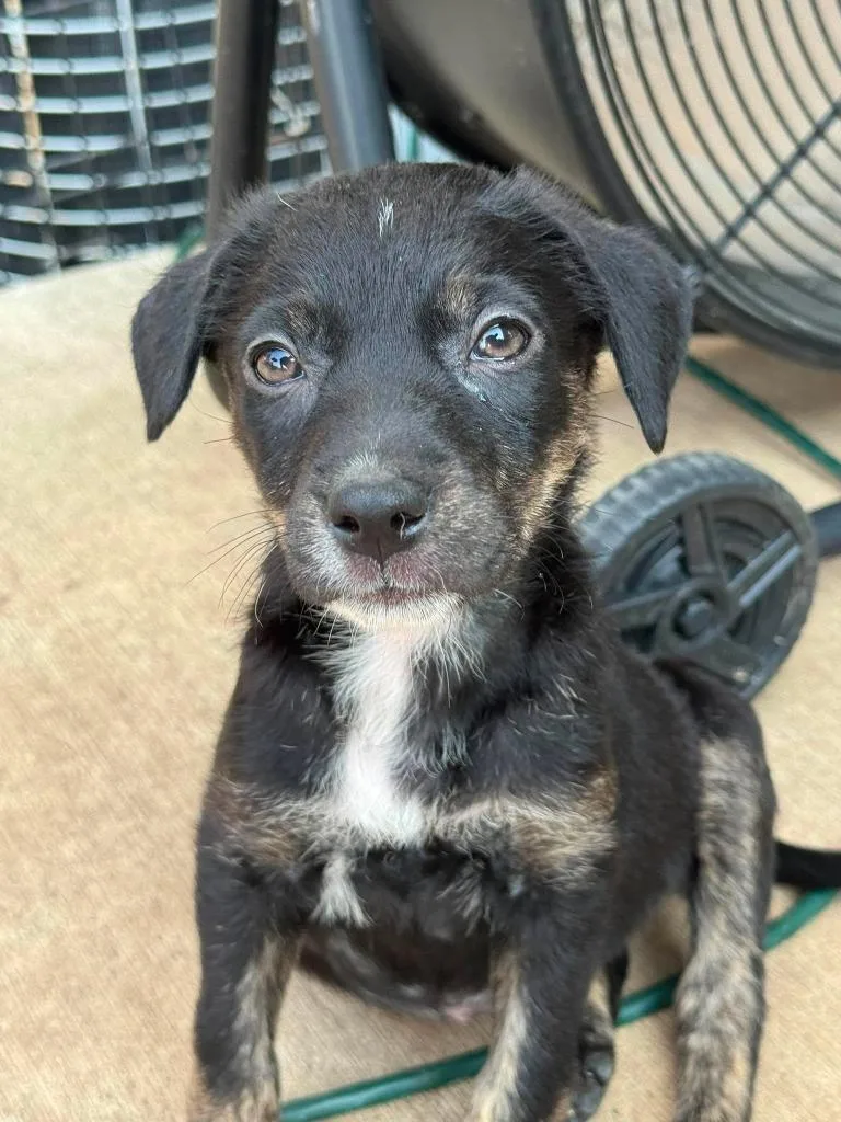 A baby small-sized female Mixed Breed dog named Marciline for adoption in sun prairie, WI