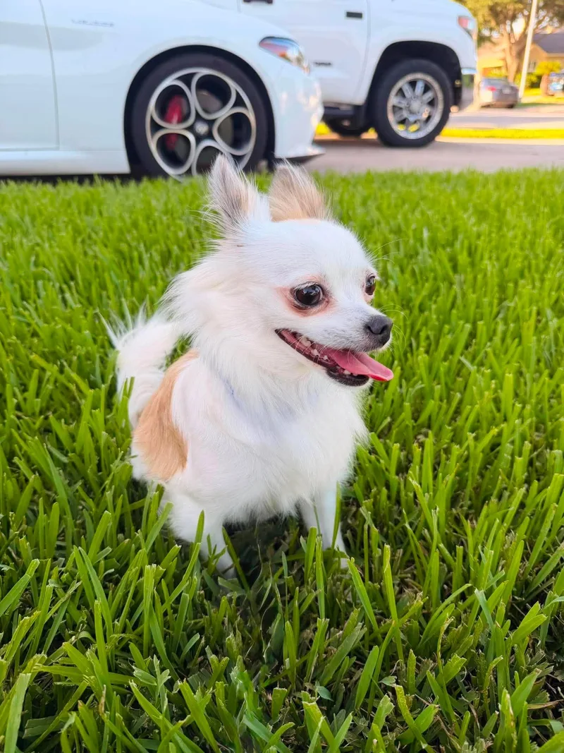 Coco
