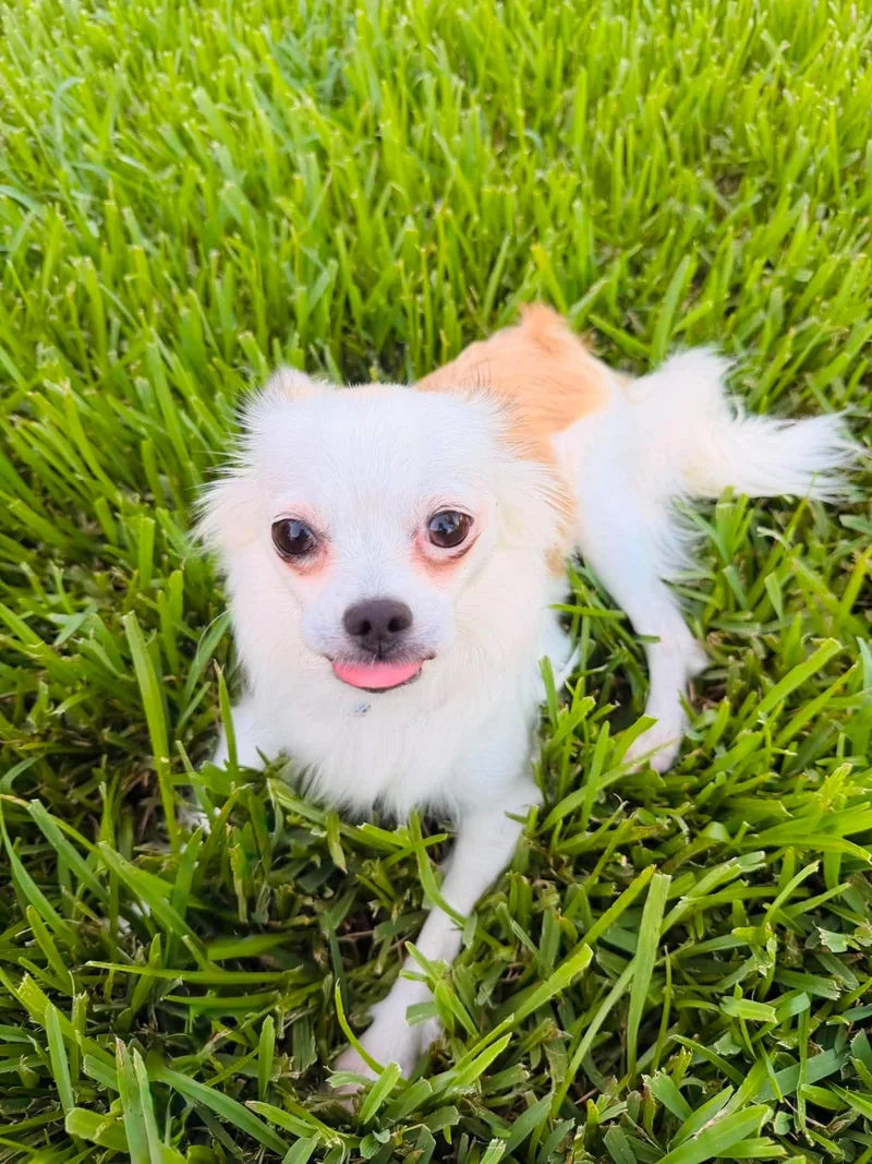 Coco thumbnail 2