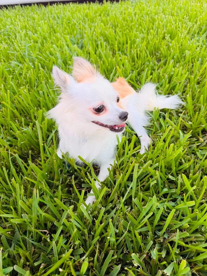 Coco thumbnail 4
