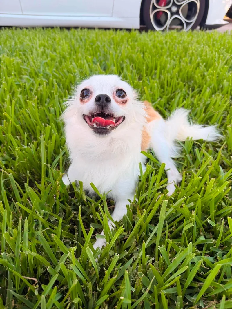 Coco thumbnail 6