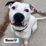 Buzz