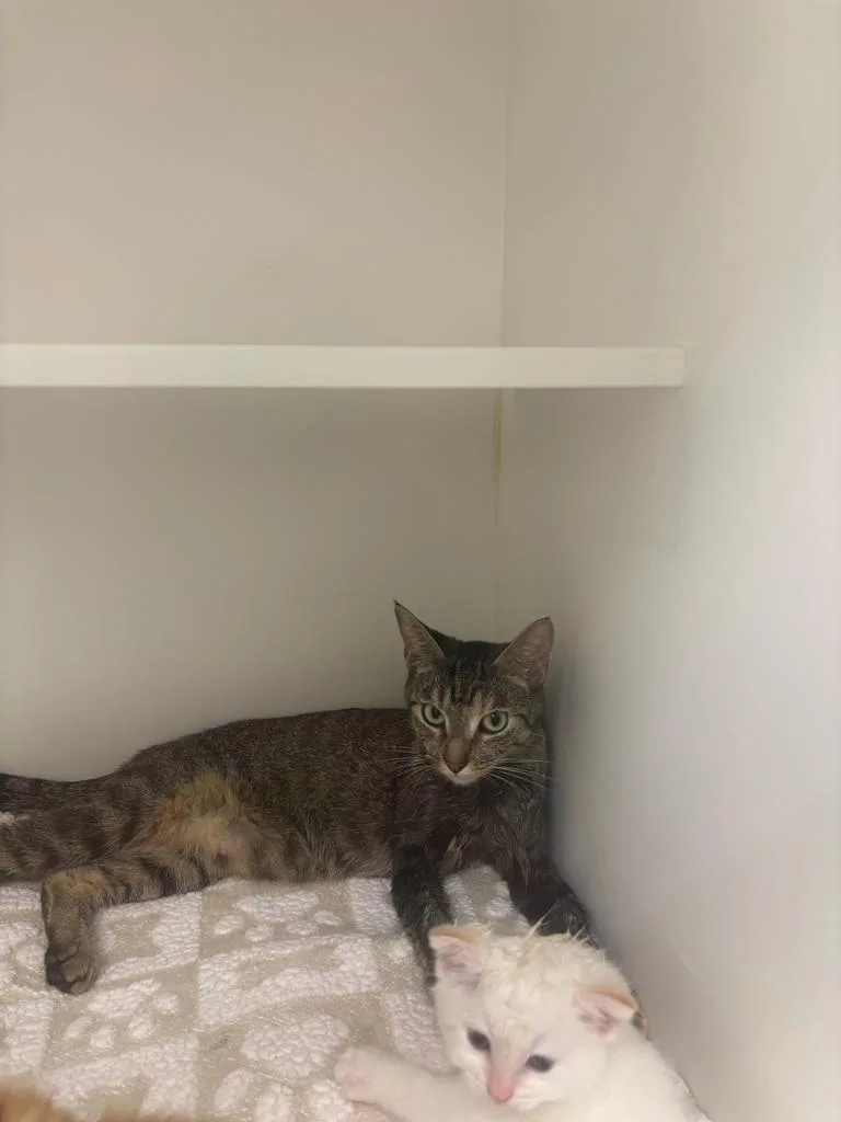 A young small-sized female Domestic Short Hair cat named Duchess for adoption in Greenfield, IN