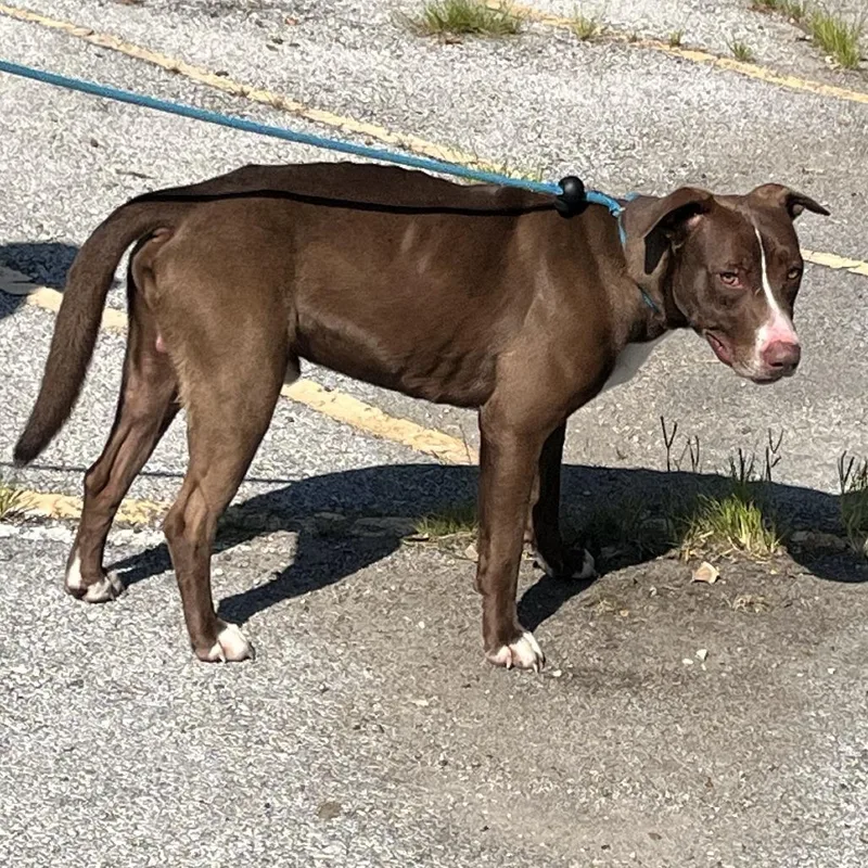 An adult medium-sized male Brown / Chocolate Pit Bull Terrier dog named Banjo for adoption in Warrensburg, MO
