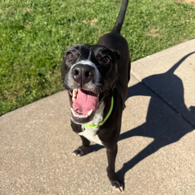 A young medium-sized male Black Labrador Retriever dog named Bubba for adoption in Milan, IL