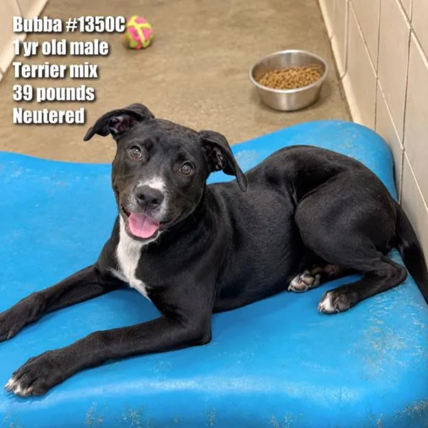 Bubba thumbnail 4