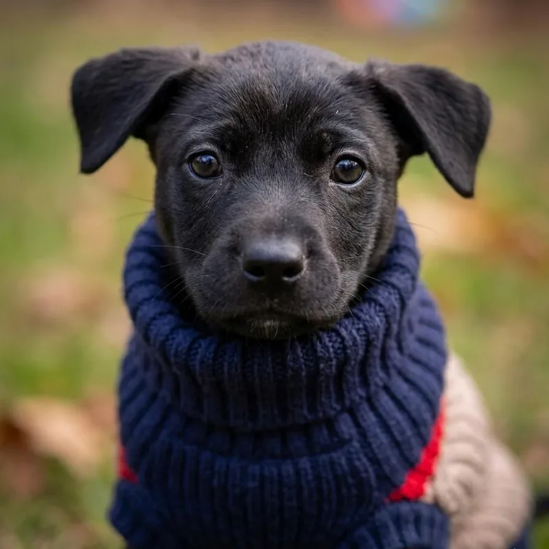 Thin Mint thumbnail 2