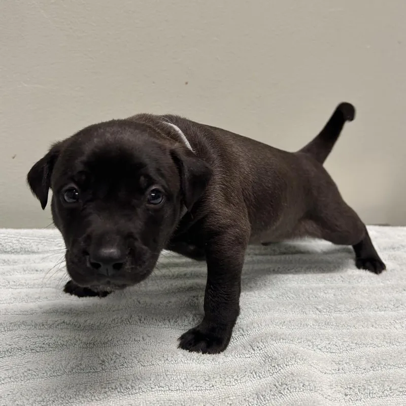 Thin Mint thumbnail 3