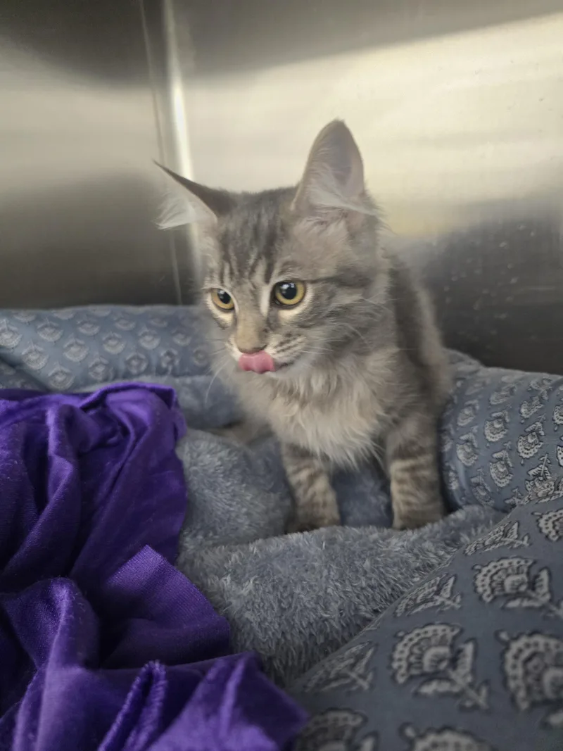 A baby small-sized male Domestic Medium Hair cat named Adonis for adoption in Rio Linda, CA