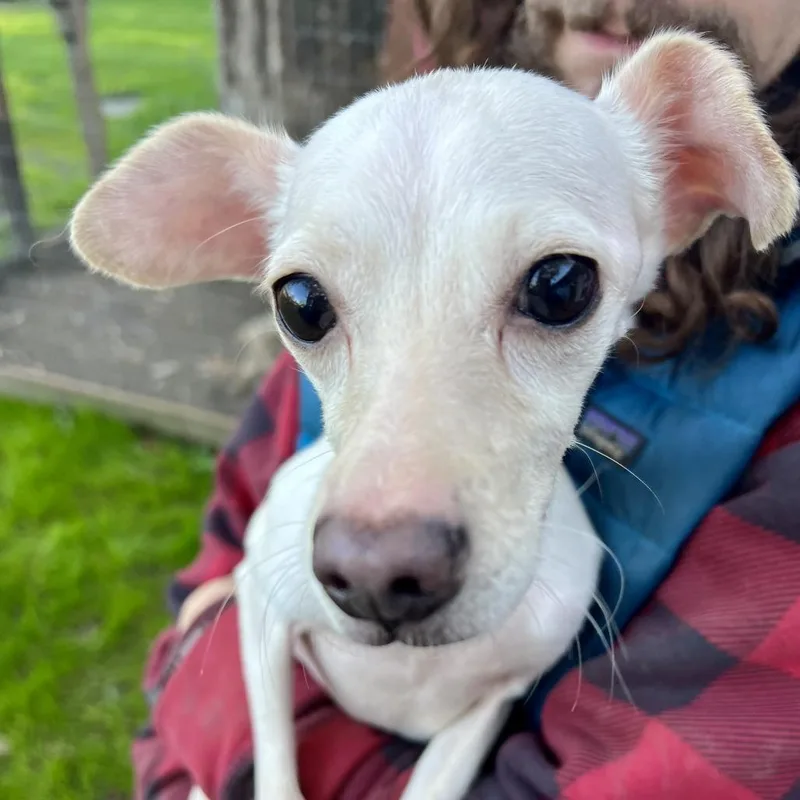 An adult small-sized female White / Cream Chihuahua dog named Daisy for adoption in Sonoma, CA