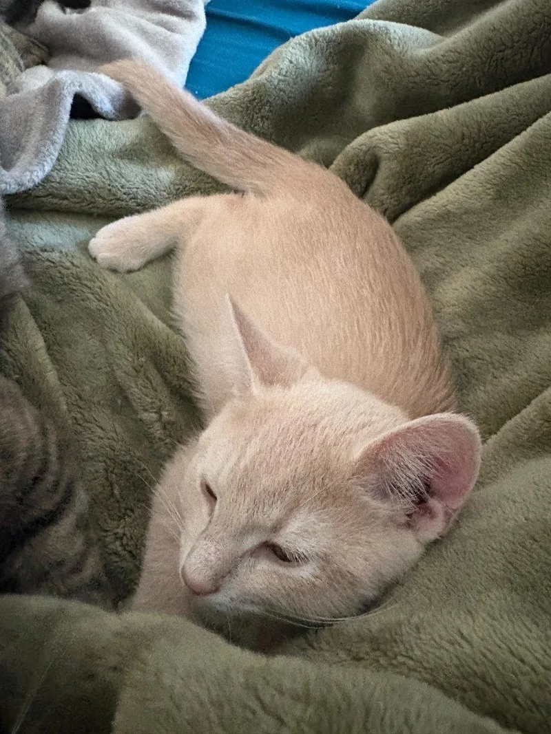A young medium-sized male Tabby (Buff / Tan / Fawn) Domestic Short Hair cat named Percy for adoption in Raleigh, NC