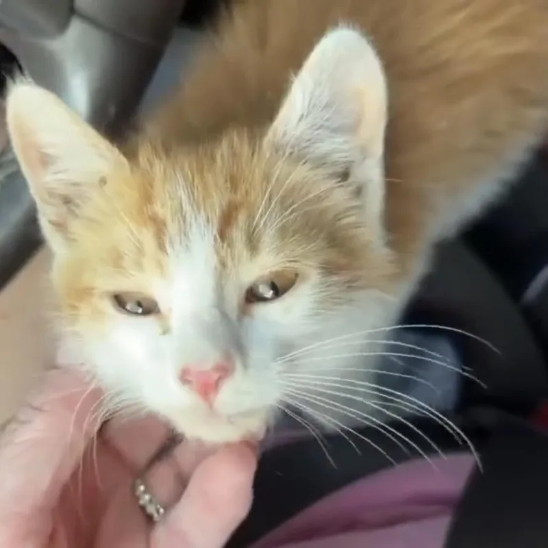 A baby small-sized male Orange / Red Domestic Short Hair cat named Frank for adoption in Pennsville, NJ