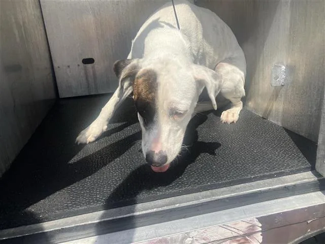 A young medium-sized female American Staffordshire Terrier dog named Flo for adoption in San Antonio, TX