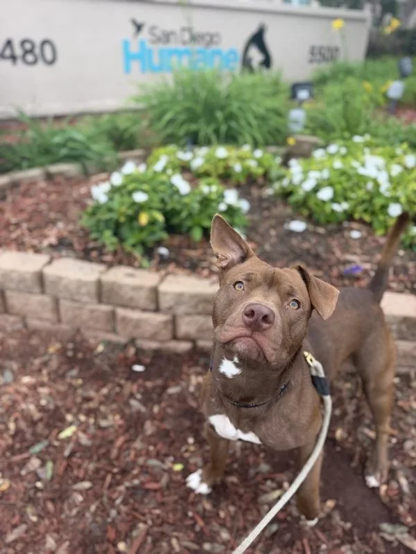 An adult medium-sized male Pit Bull Terrier dog named Jinx for adoption in San Diego, CA