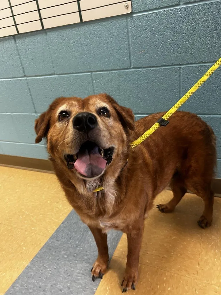 A senior large-sized female Golden Retriever dog named Sadie for adoption in Little Elm, TX