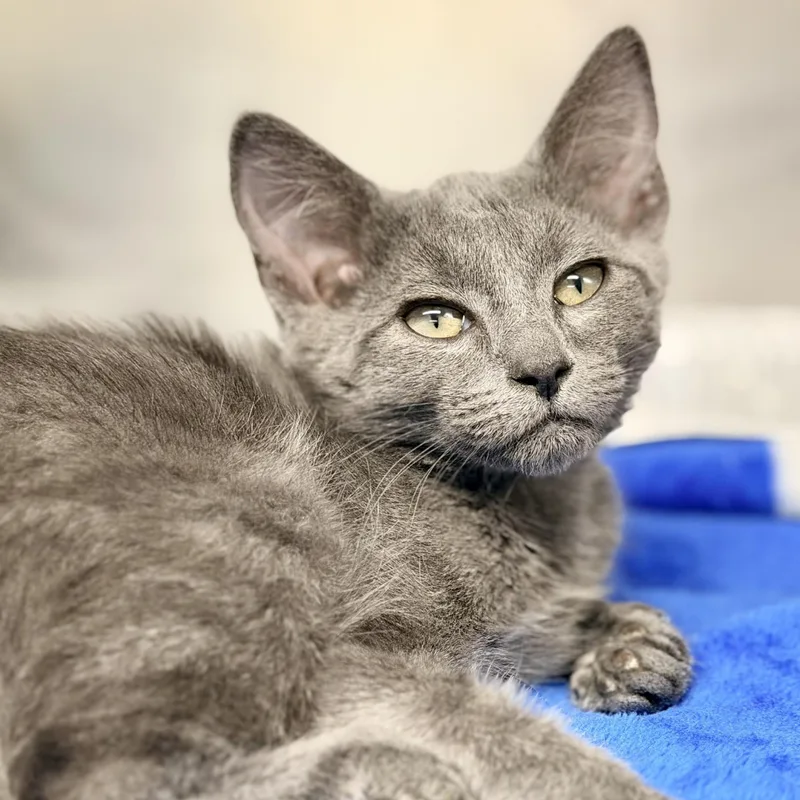 A baby medium-sized male Gray / Blue / Silver Domestic Short Hair cat named Slate for adoption in Jackson, NJ