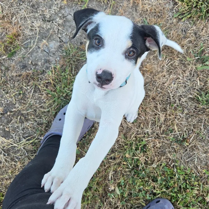 A baby large-sized male White / Cream Mixed Breed dog named Lucky for adoption in Centralia, WA
