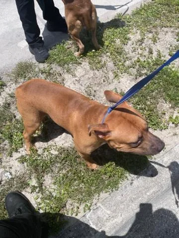 An adult large-sized male Mixed Breed dog named Bruno for adoption in West Palm Beach, FL