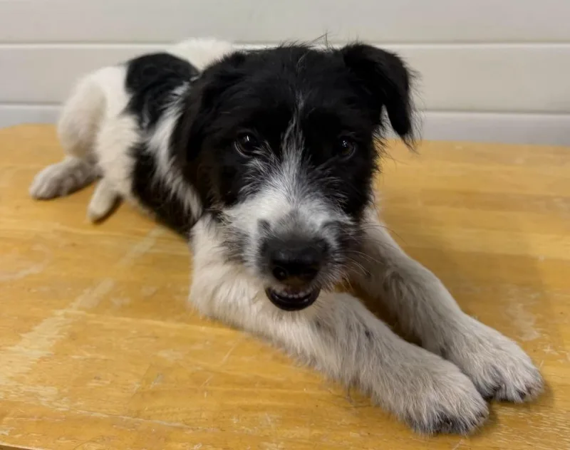 A baby medium-sized female Poodle dog named Greta for adoption in Lagrange, IN