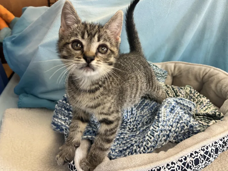A baby medium-sized male Tabby cat named George for adoption in Palmyra, VA