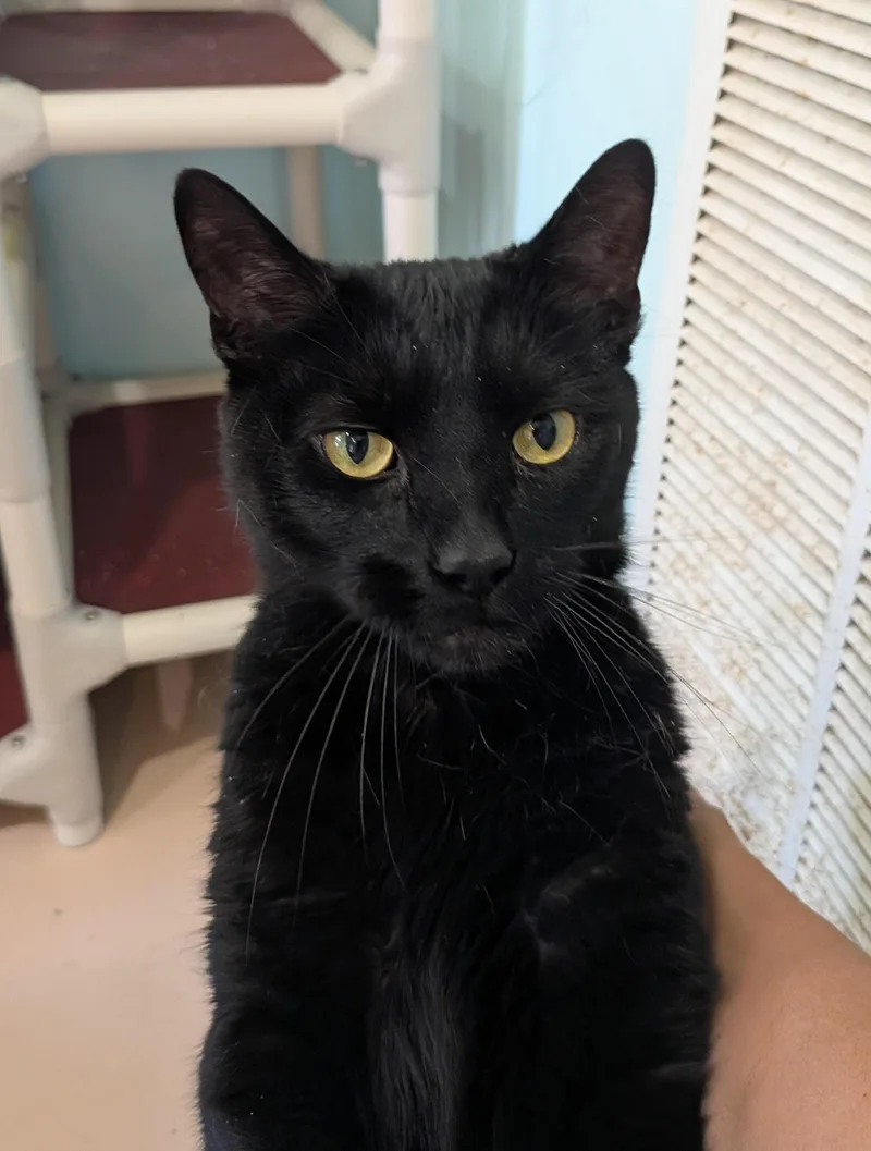 An adult medium-sized male Black Domestic Short Hair cat named Exon for adoption in Heathsville, VA