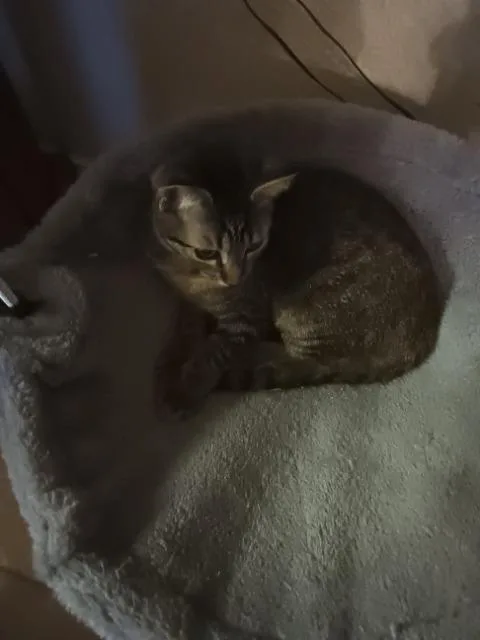 A baby medium-sized female Domestic Short Hair cat named Versace for adoption in New Braunfels, TX